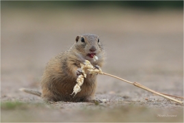<p>SYSEL OBECNÝ (Spermophilus citellus) --- /European ground squirrel - Europäisches Ziesel/</p>